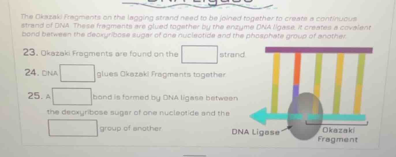 the okazaki fragments on the lagging strand need to be joined together …