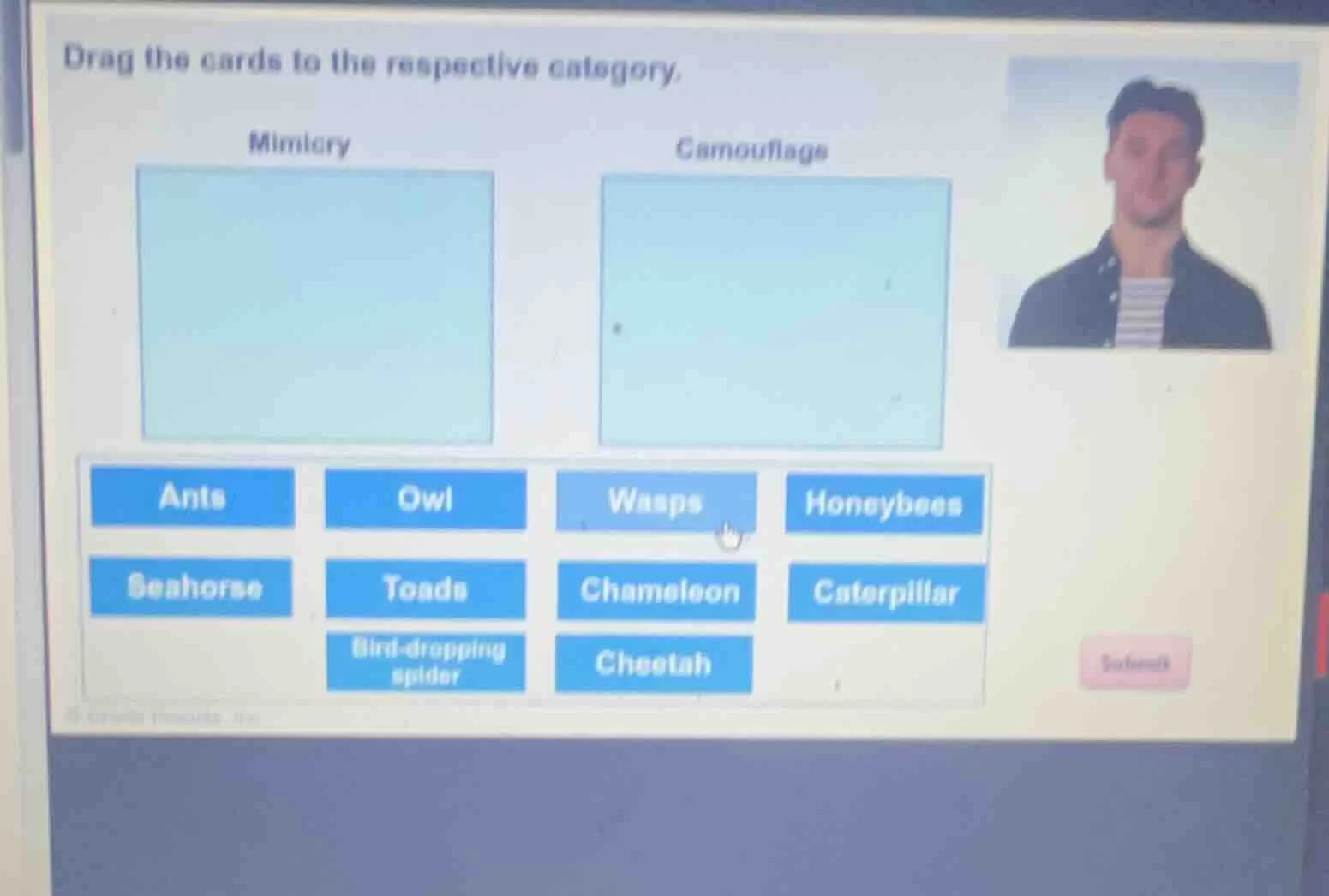 drag the cards to the respective category. mimicry camouflage ants owl …