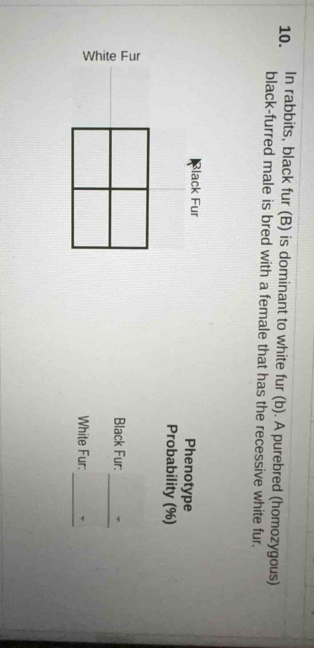 10. in rabbits, black fur (b) is dominant to white fur (b). a purebred …