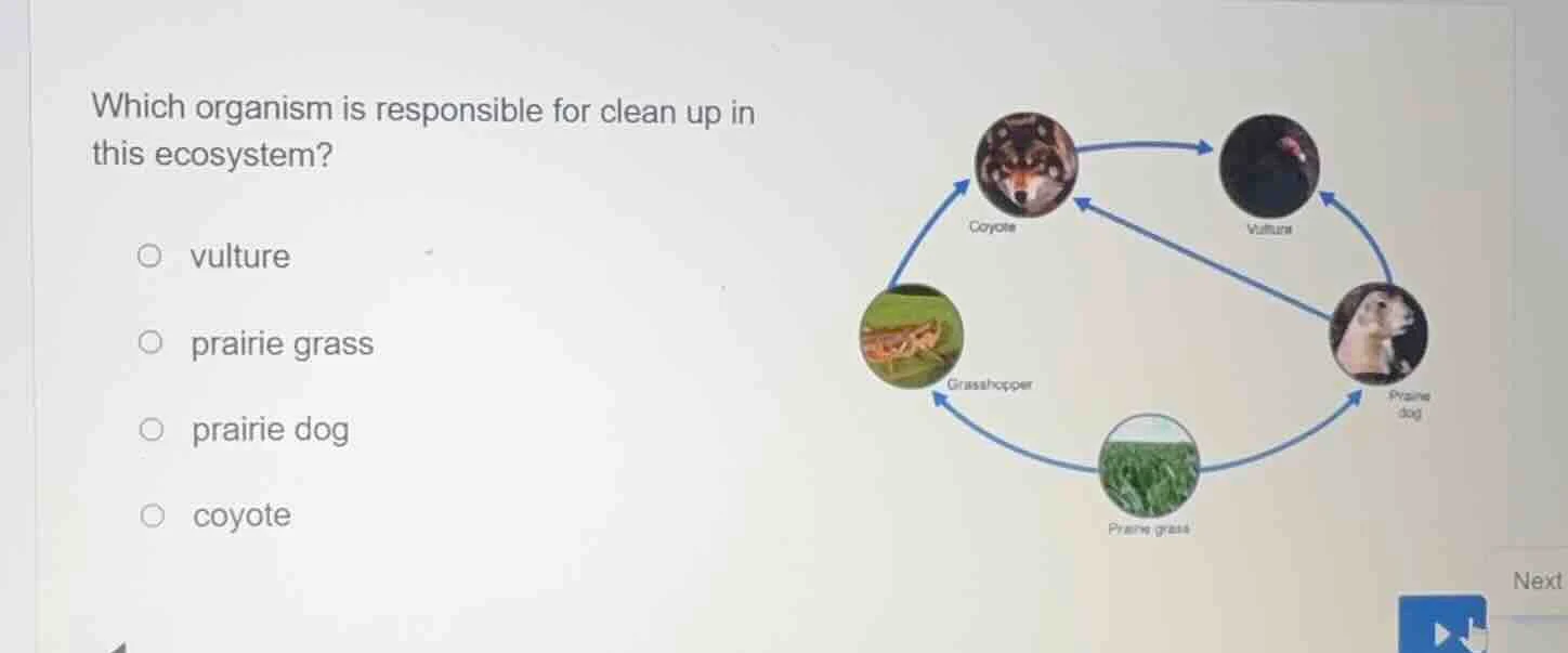 which organism is responsible for clean up in this ecosystem? vulture p…