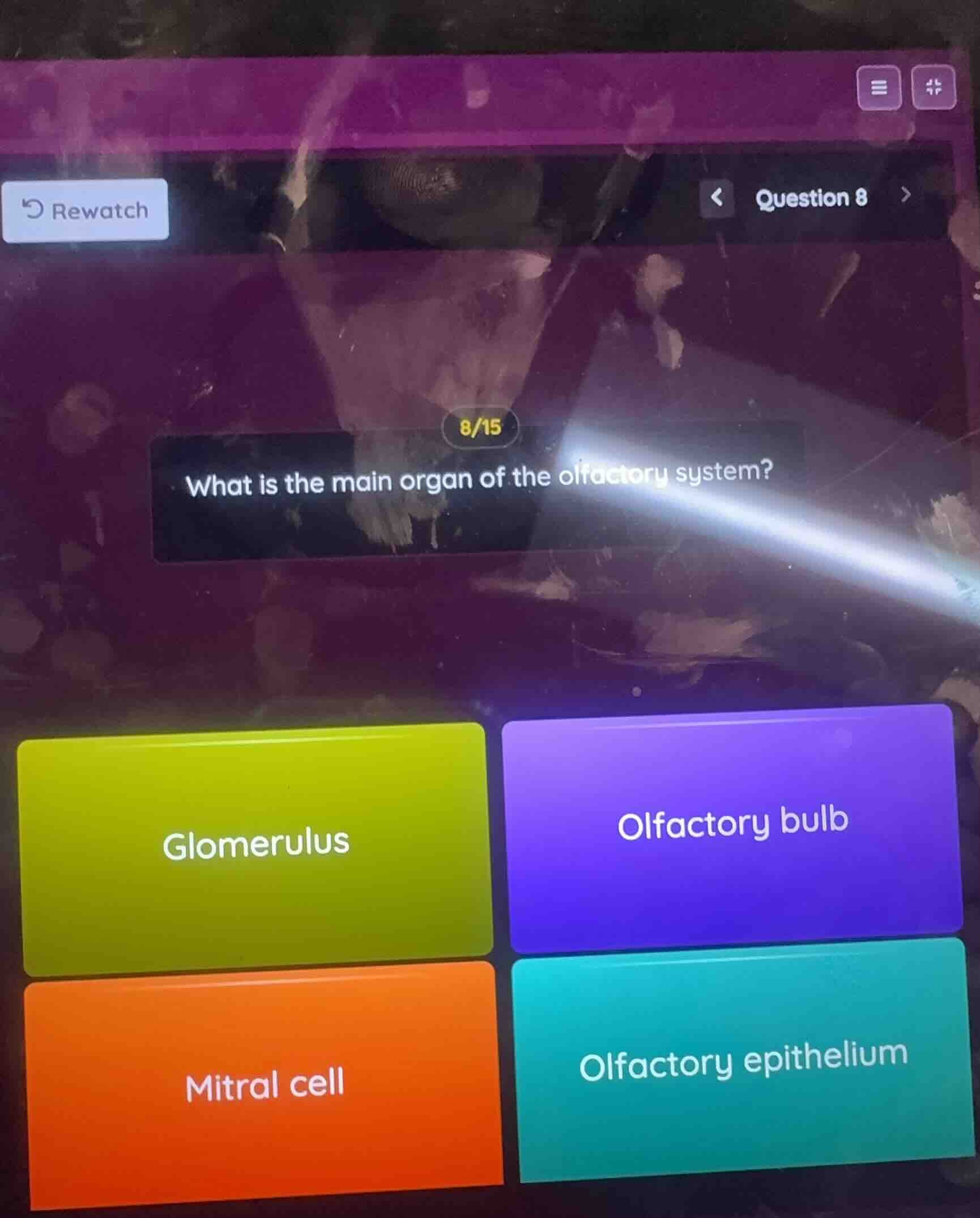 what is the main organ of the olfactory system? glomerulus olfactory bu…