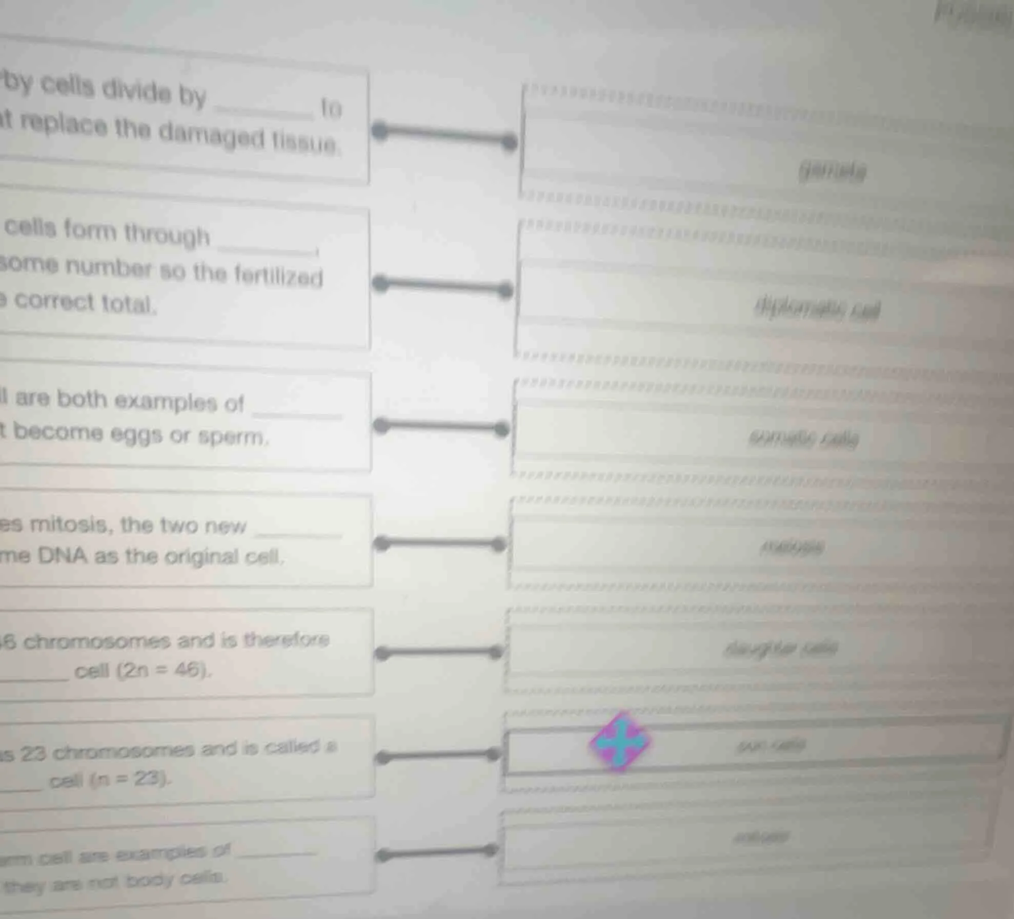 by cells divide by ______ to replace the damaged tissue. cells form thr…