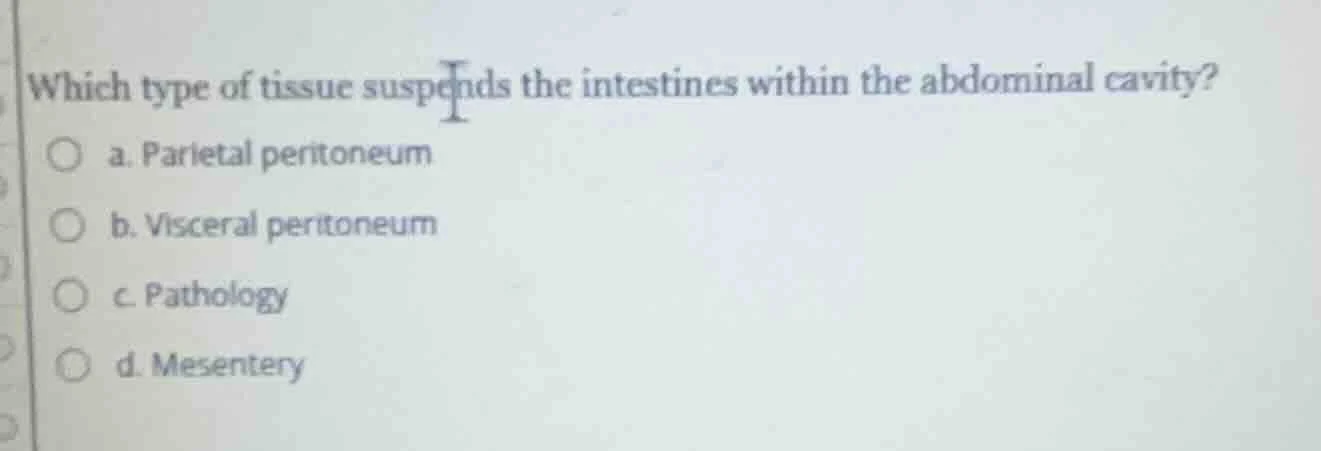 which type of tissue suspends the intestines within the abdominal cavit…