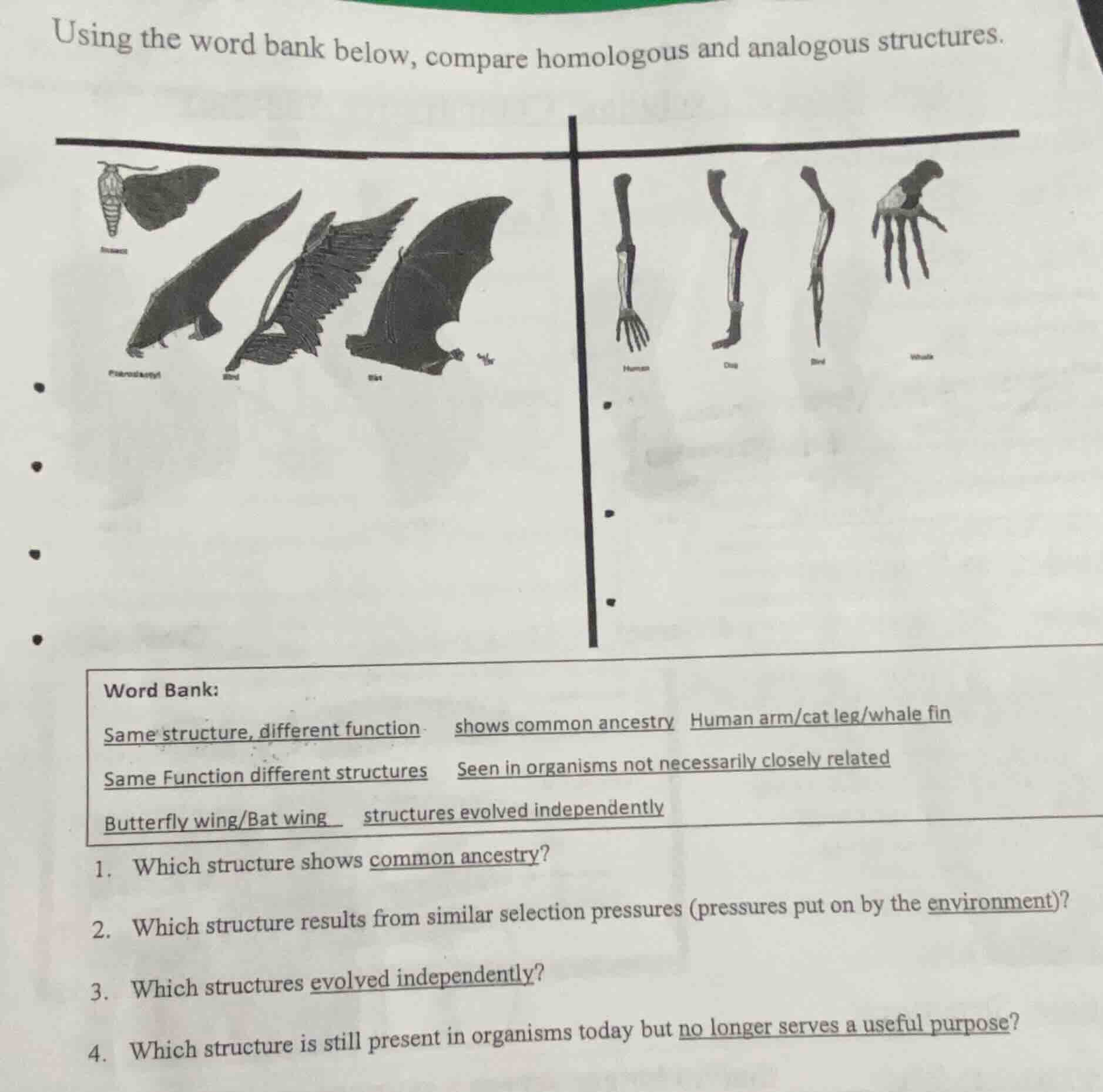 using the word bank below, compare homologous and analogous structures.…