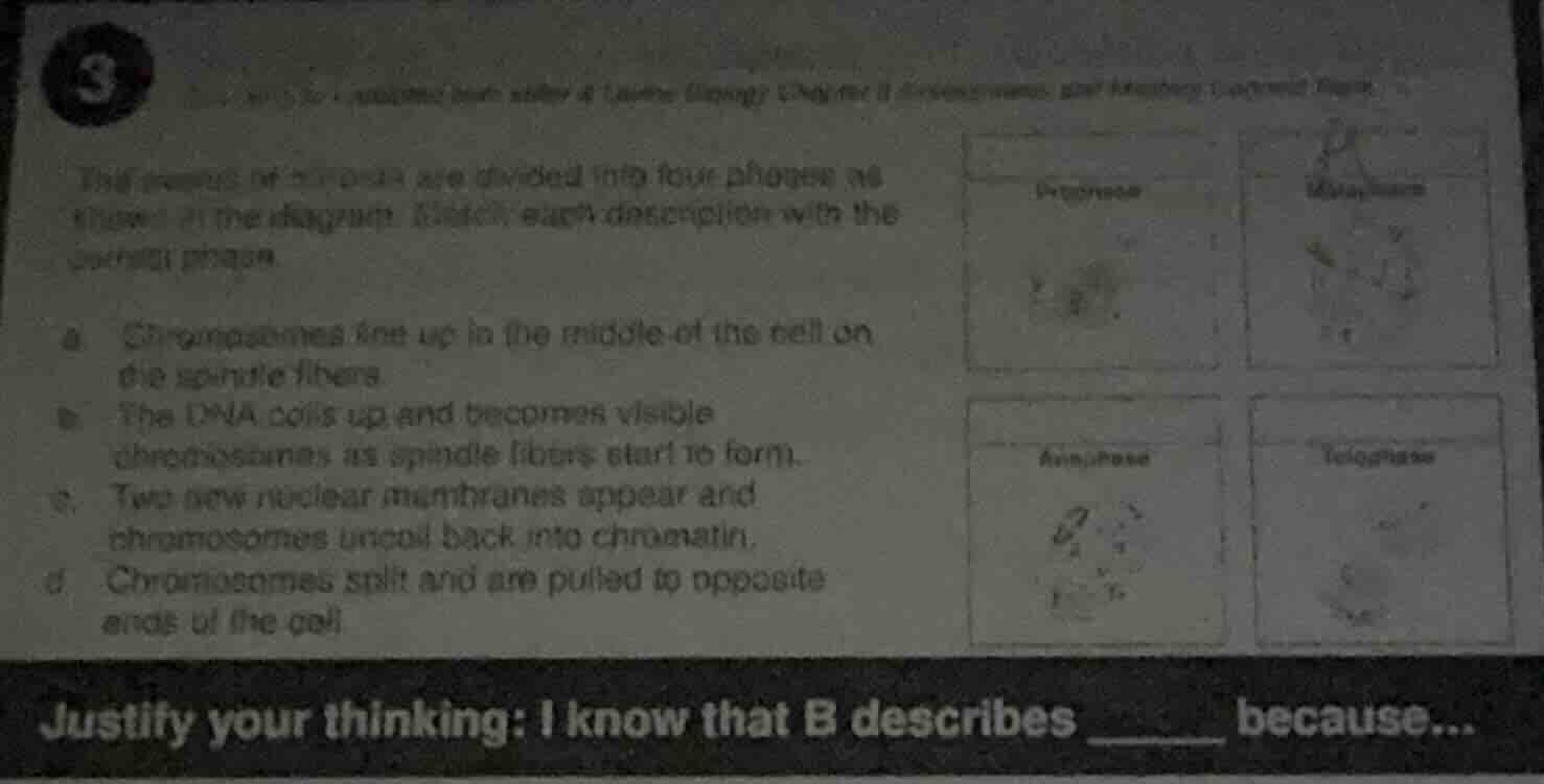 3 the process of mitosis are divided into four phases as shown in the d…