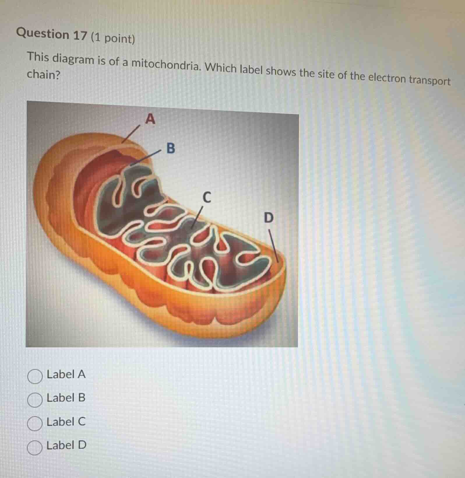 question 17 (1 point) this diagram is of a mitochondria. which label sh…