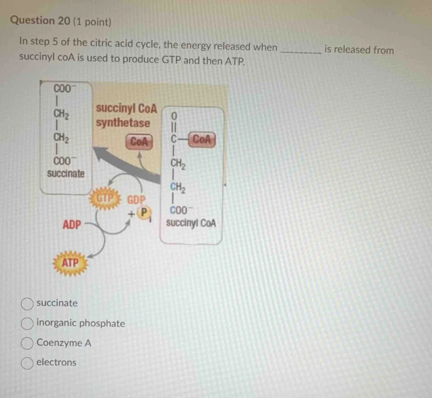 question 20 (1 point) in step 5 of the citric acid cycle, the energy re…