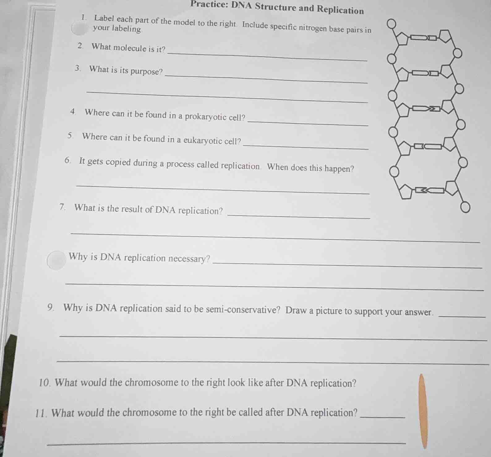 practice: dna structure and replication 1. label each part of the model…