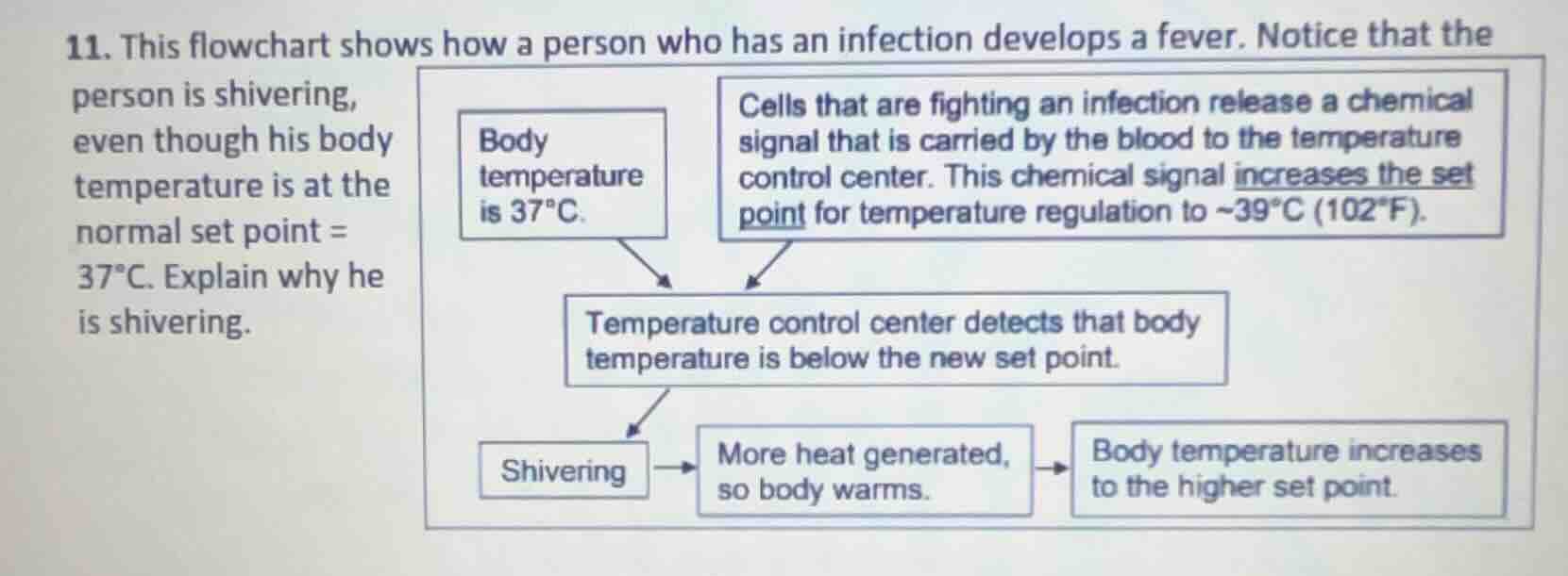 11. this flowchart shows how a person who has an infection develops a f…