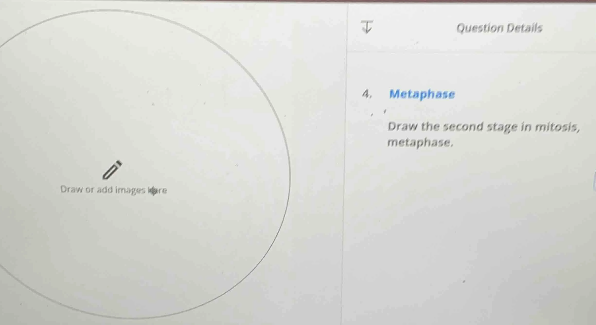 4. metaphase draw the second stage in mitosis, metaphase.