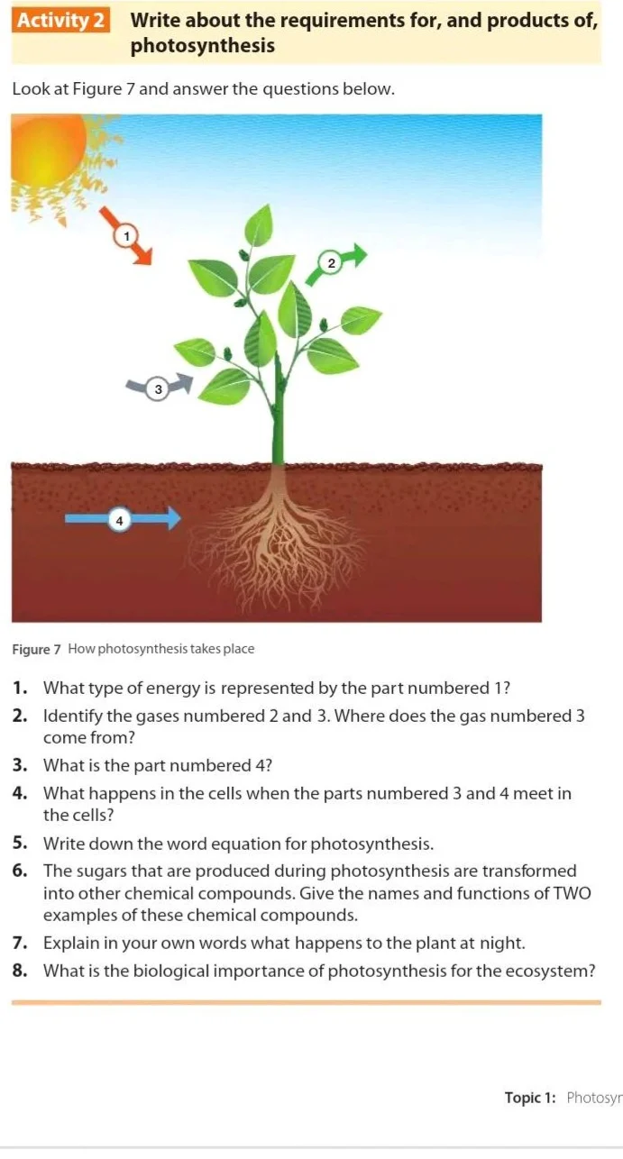 activity 2 write about the requirements for, and products of, photosynt…