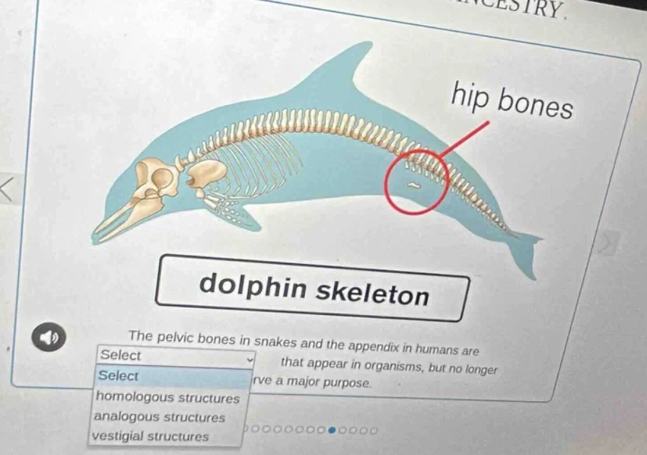 dolphin skeleton hip bones the pelvic bones in snakes and the appendix …
