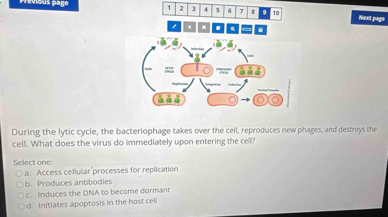 during the lytic cycle, the bacteriophage takes over the cell, reproduc…