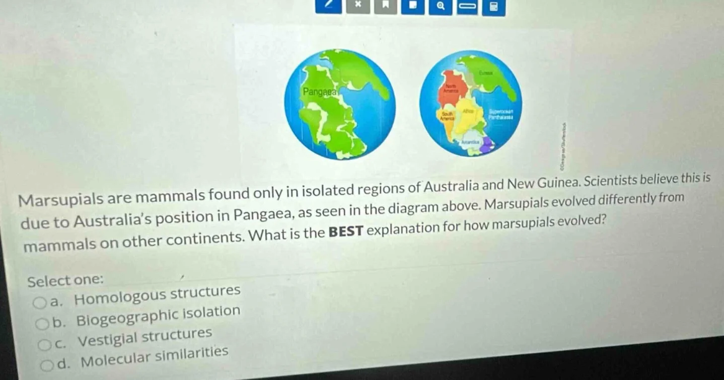 marsupials are mammals found only in isolated regions of australia and …
