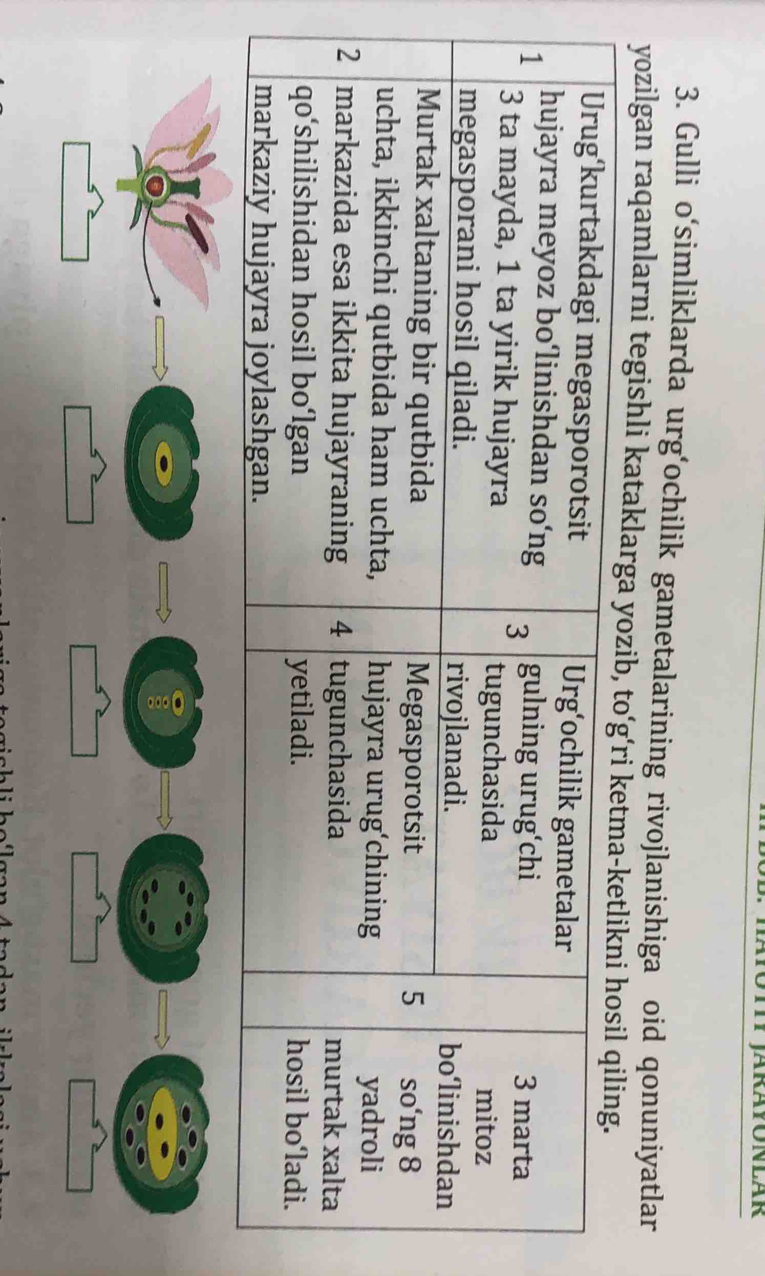 3. gulli oʻsimliklarda urgʻochilik gametalarining rivojlanishiga oid do…