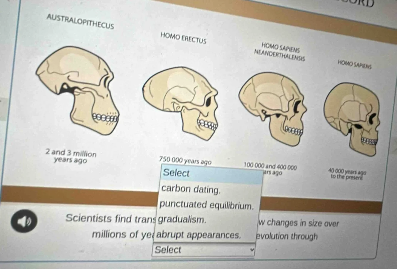 australopithecus homo erectus homo sapiens neanderthalensis homo sapien…