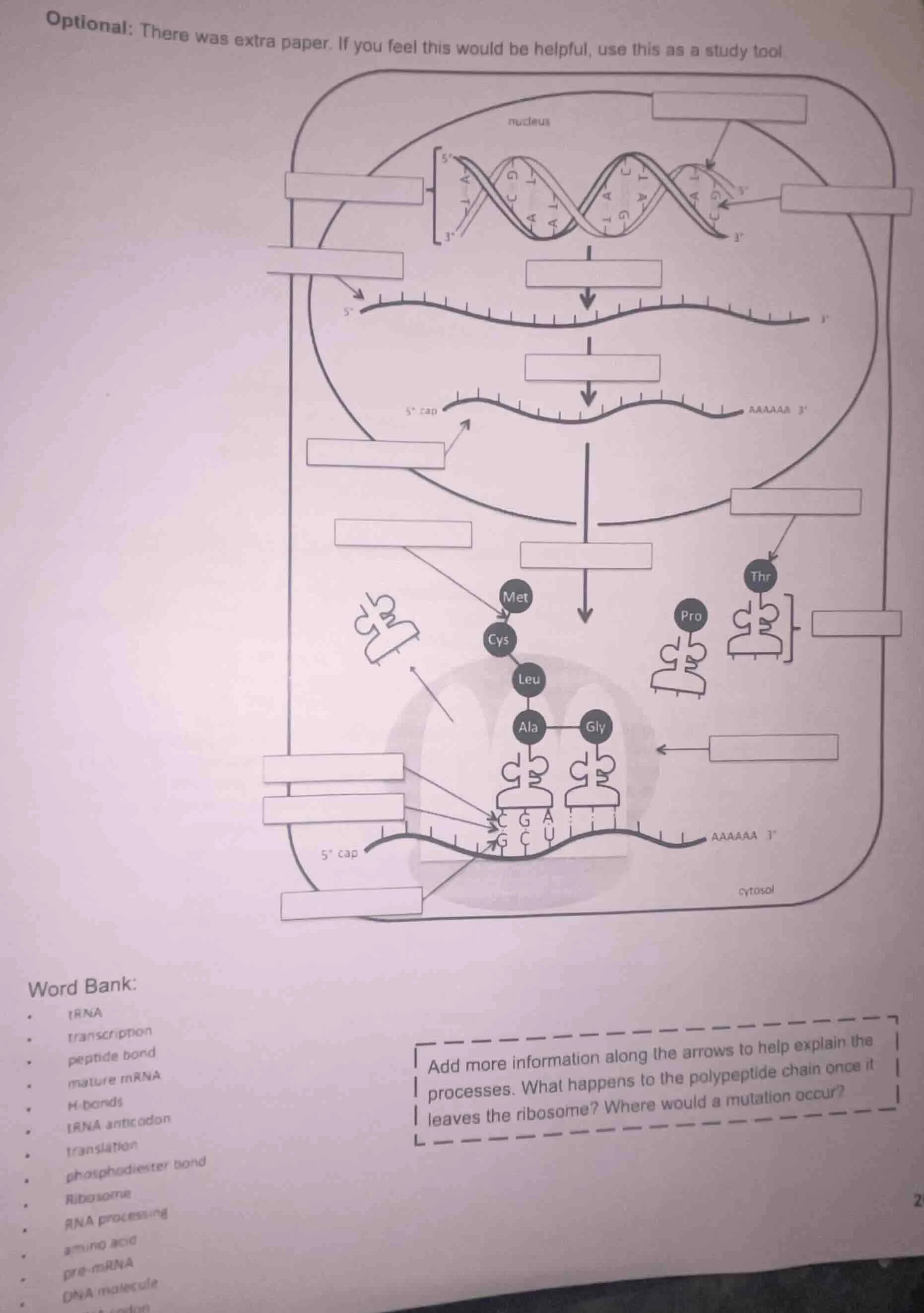 optional: there was extra paper. if you feel this would be helpful, use…