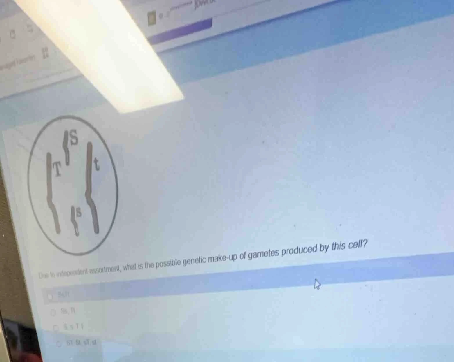 due to independent assortment, what is the possible genetic make - up o…