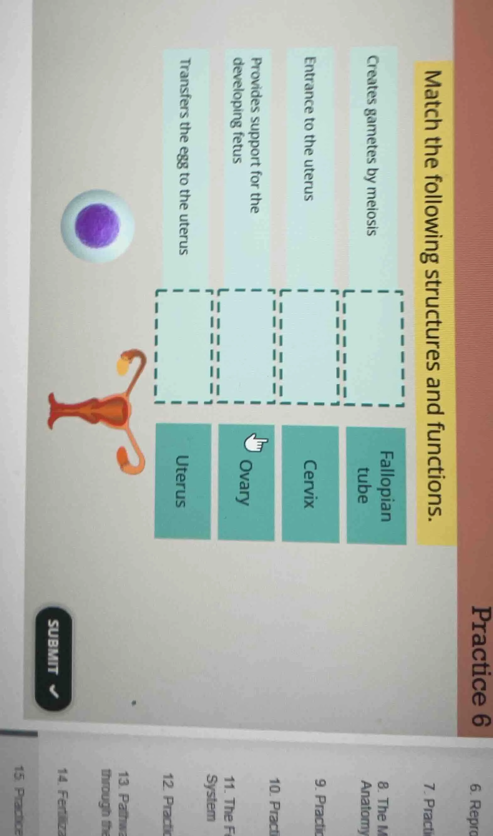 match the following structures and functions. creates gametes by meiosi…