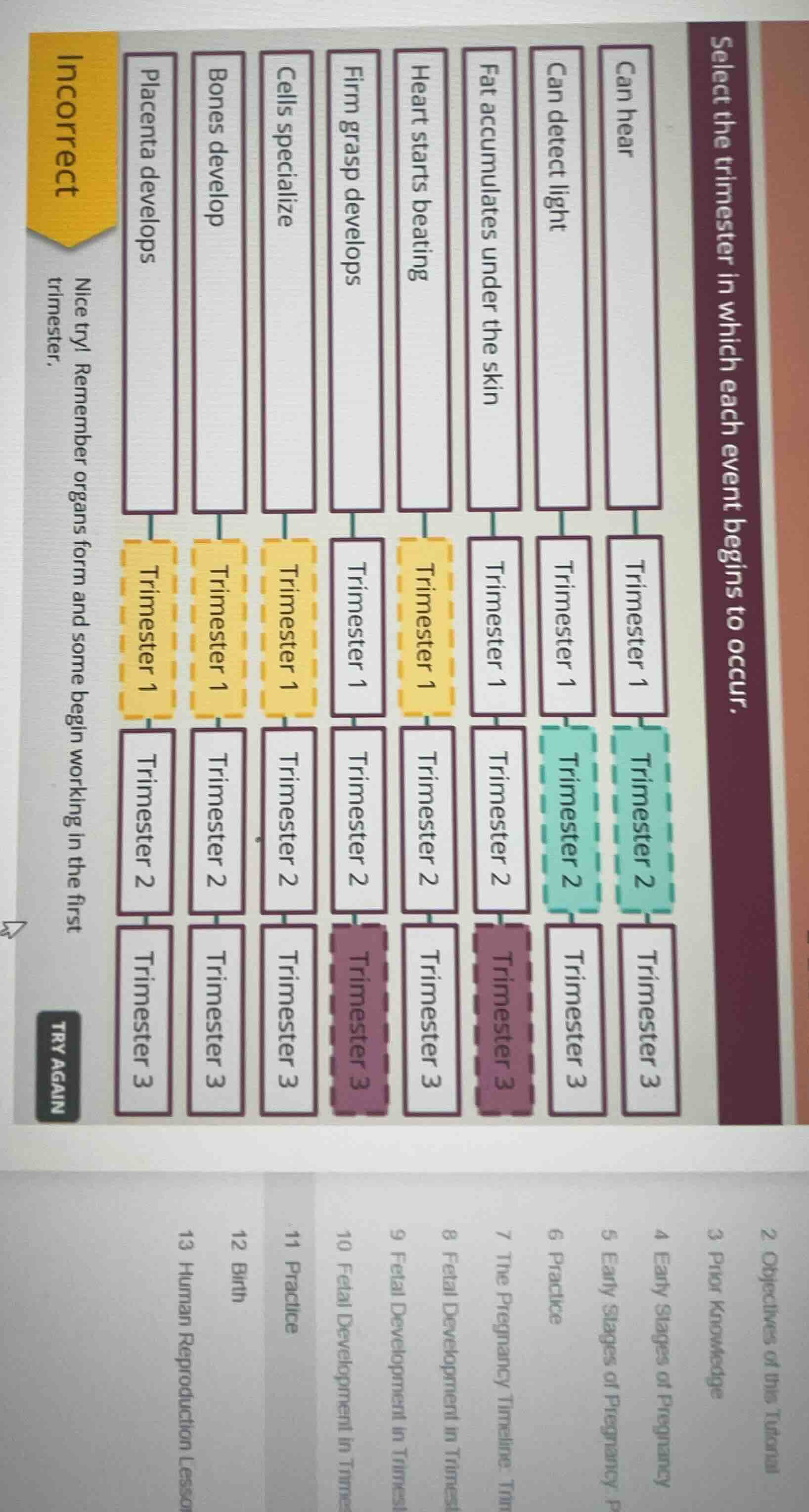 select the trimester in which each event begins to occur. can hear can …