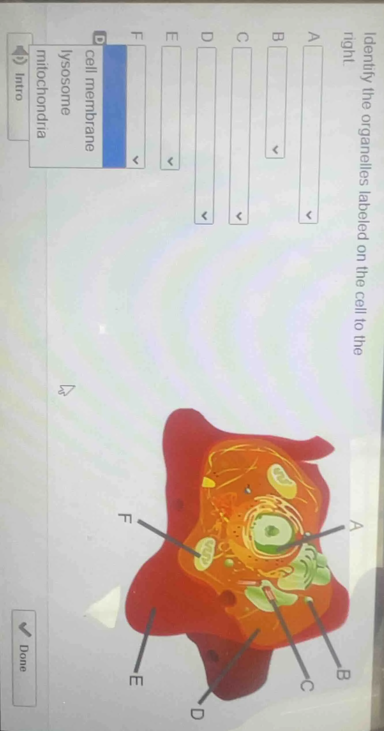 identify the organelles labeled on the cell to the right.