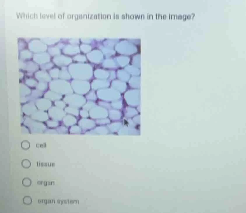 which level of organization is shown in the image? cell tissue organ or…