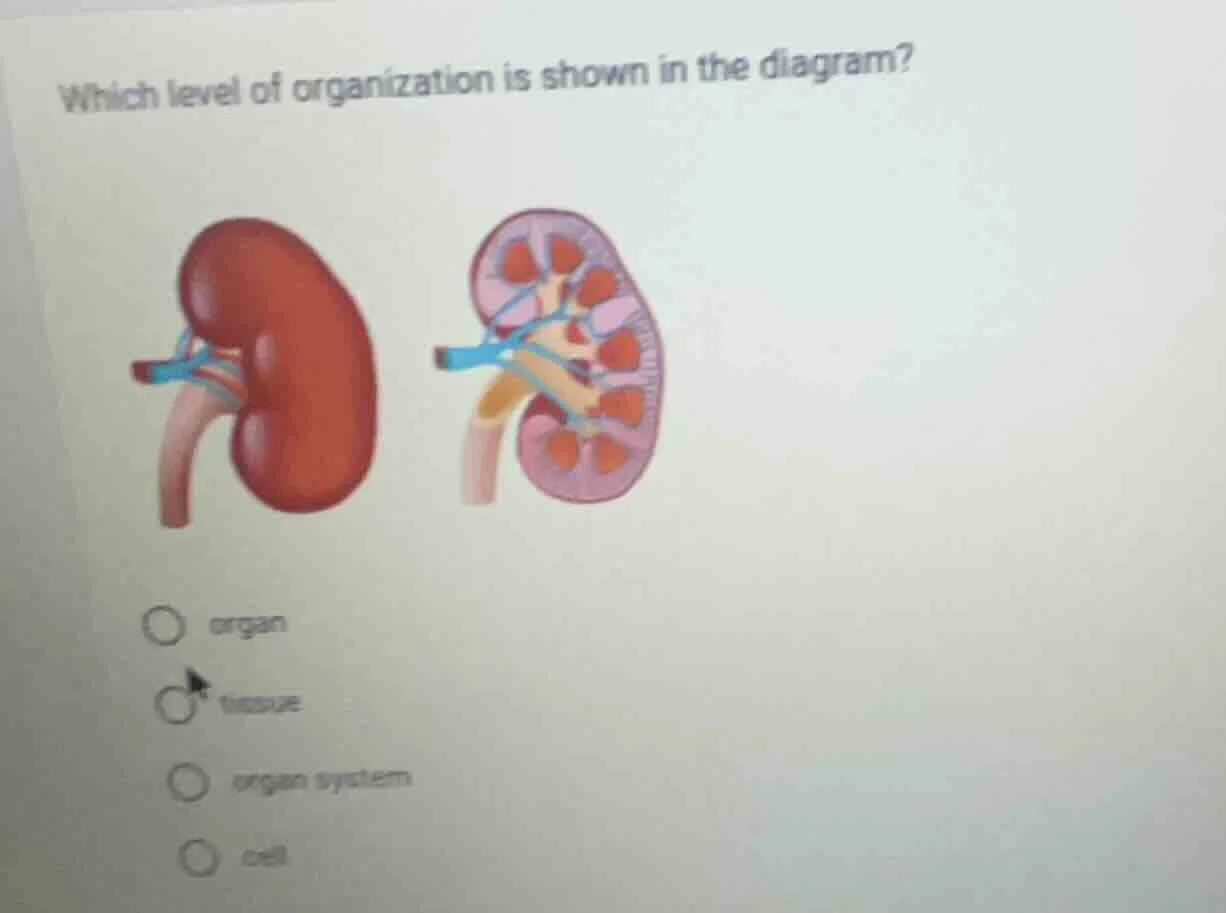 which level of organization is shown in the diagram? organ tissue organ…