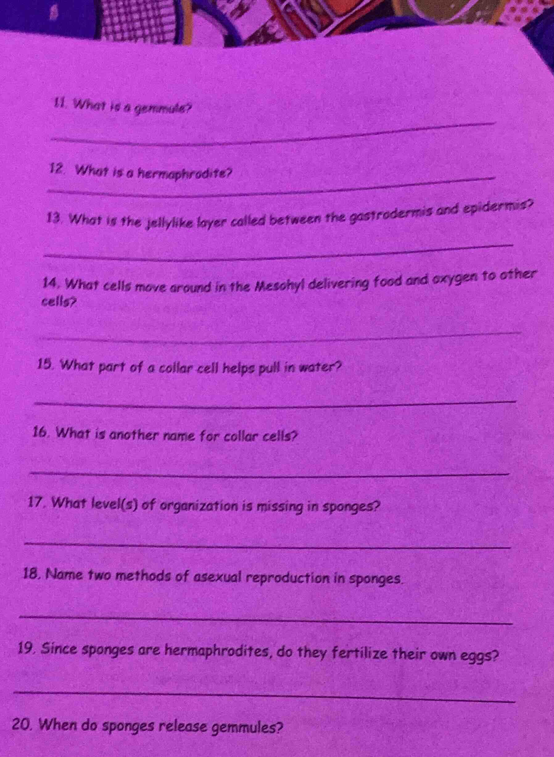 11. what is a gemmule? 12. what is a hermaphrodite? 13. what is the jel…