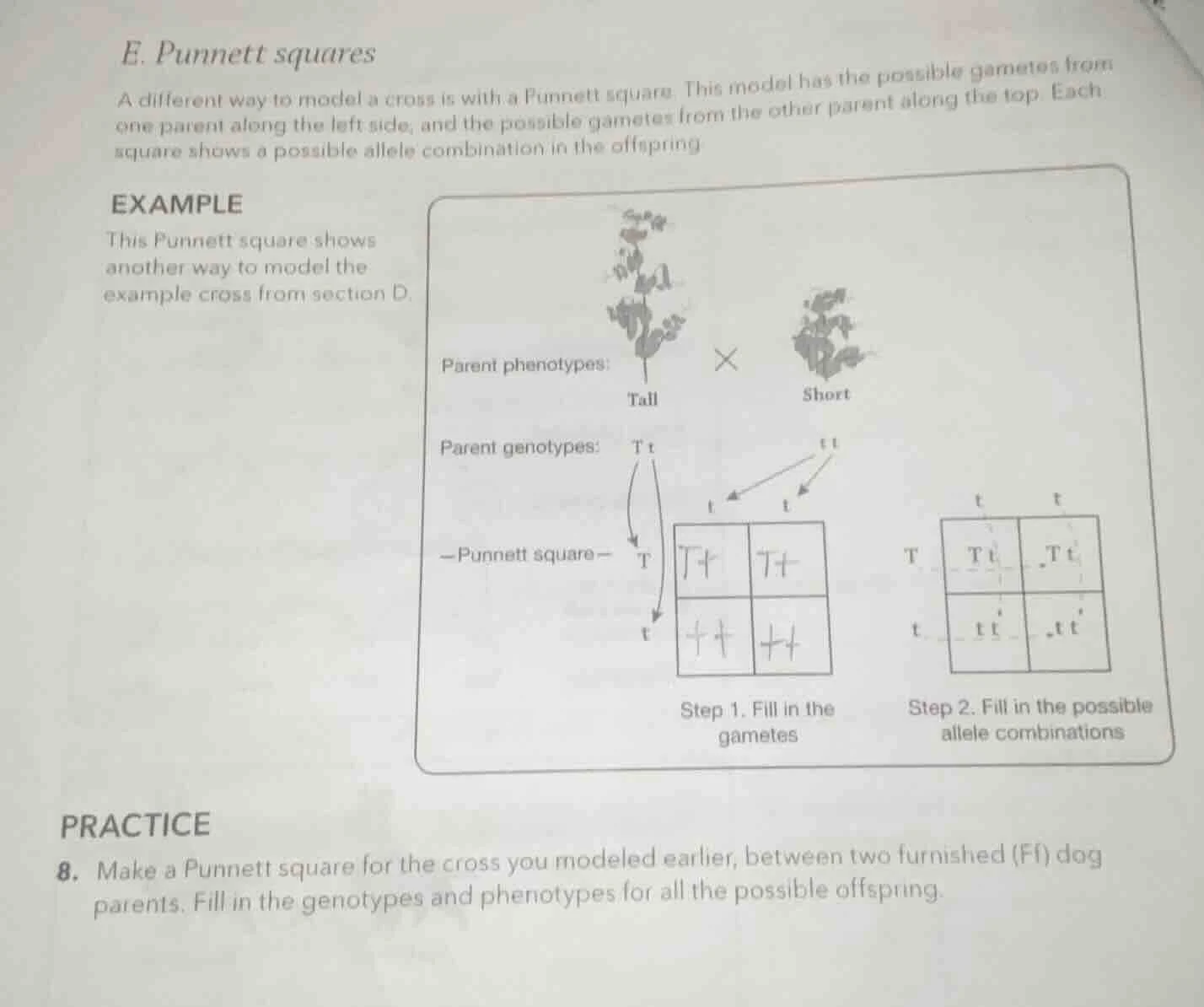 e. punnett squares a different way to model a cross is with a punnett s…