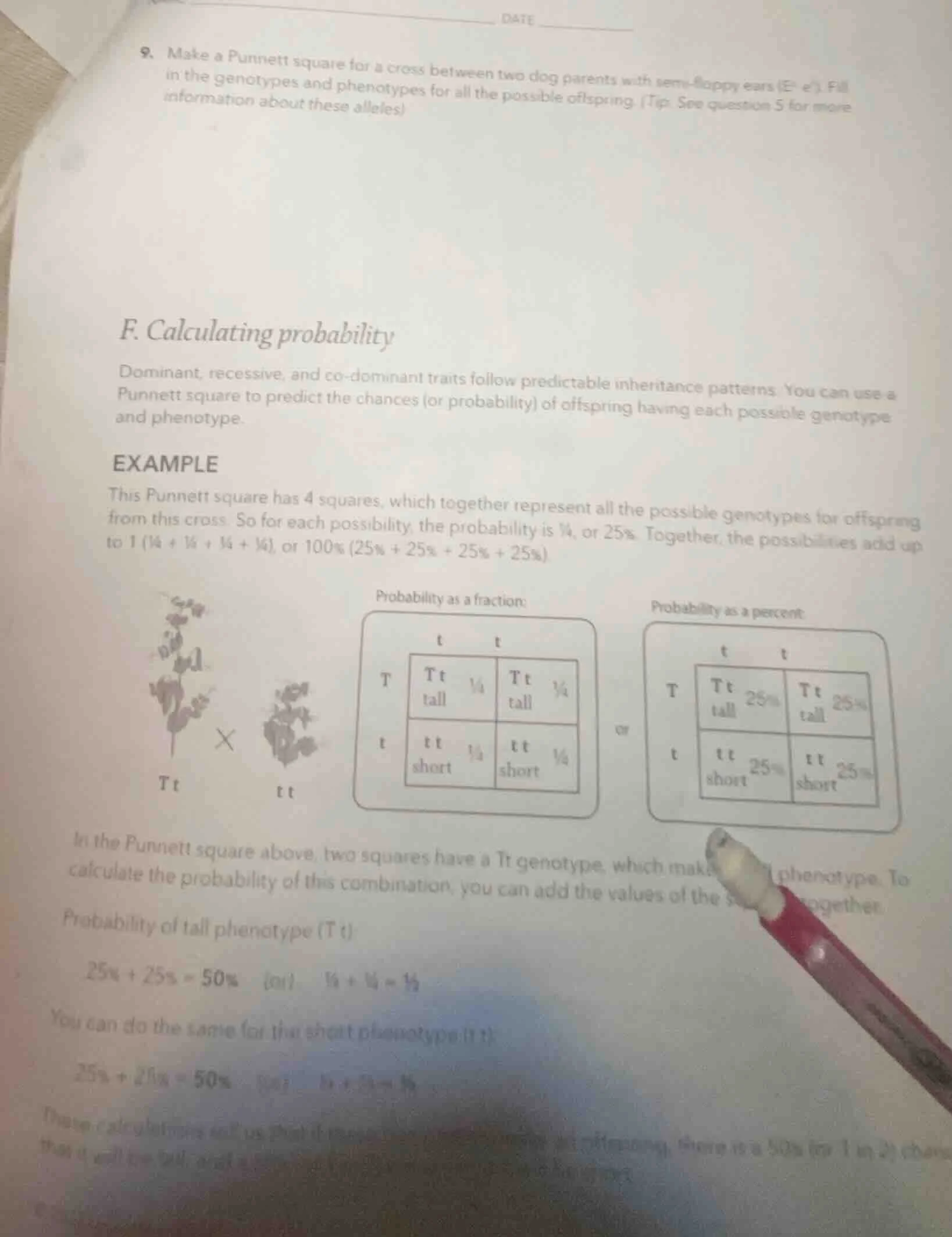 date 9. make a punnett square for a cross between two dog parents with …