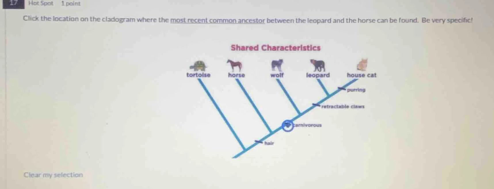 17 hot spot 1 point click the location on the cladogram where the most …