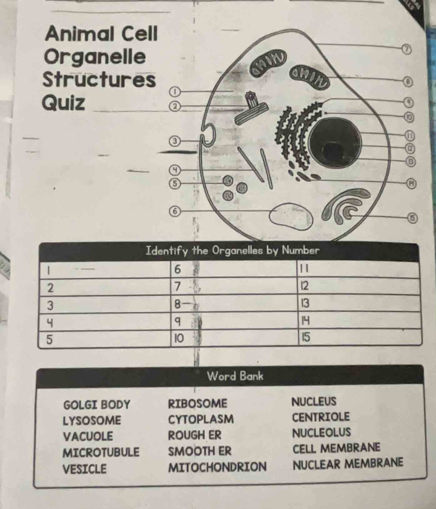animal cell organelle structures quiz identify the organelles by number…