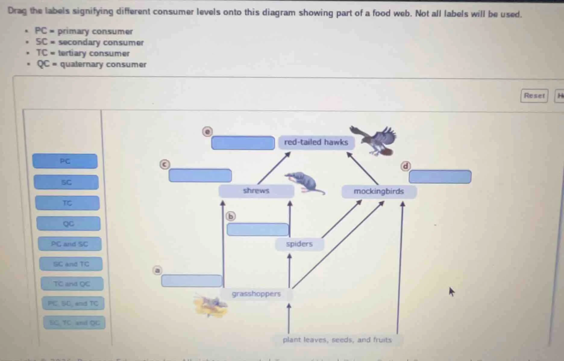 drag the labels signifying different consumer levels onto this diagram …