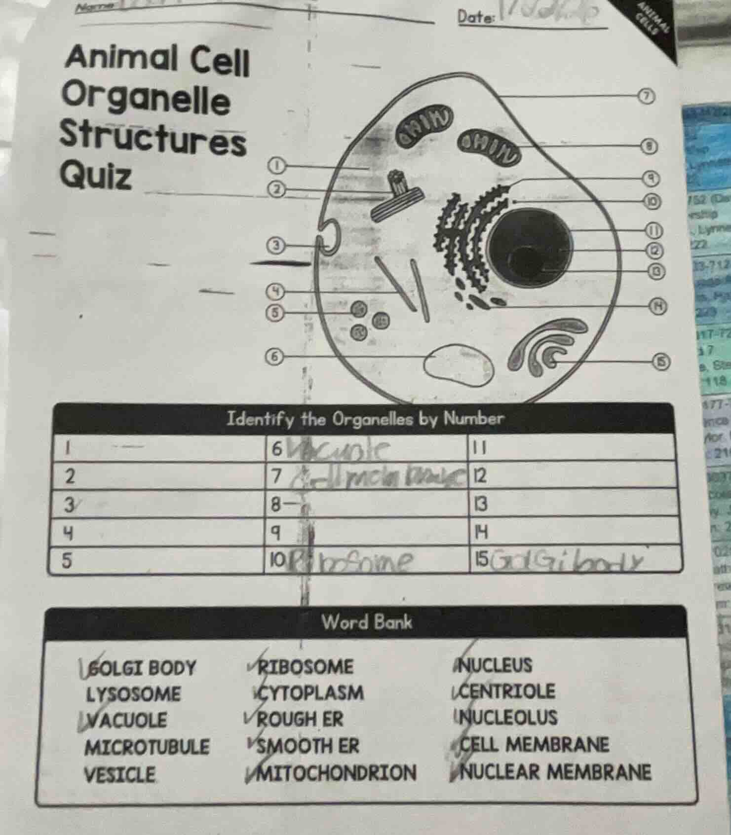 name date animal cell organelle structures quiz identify the organelles…