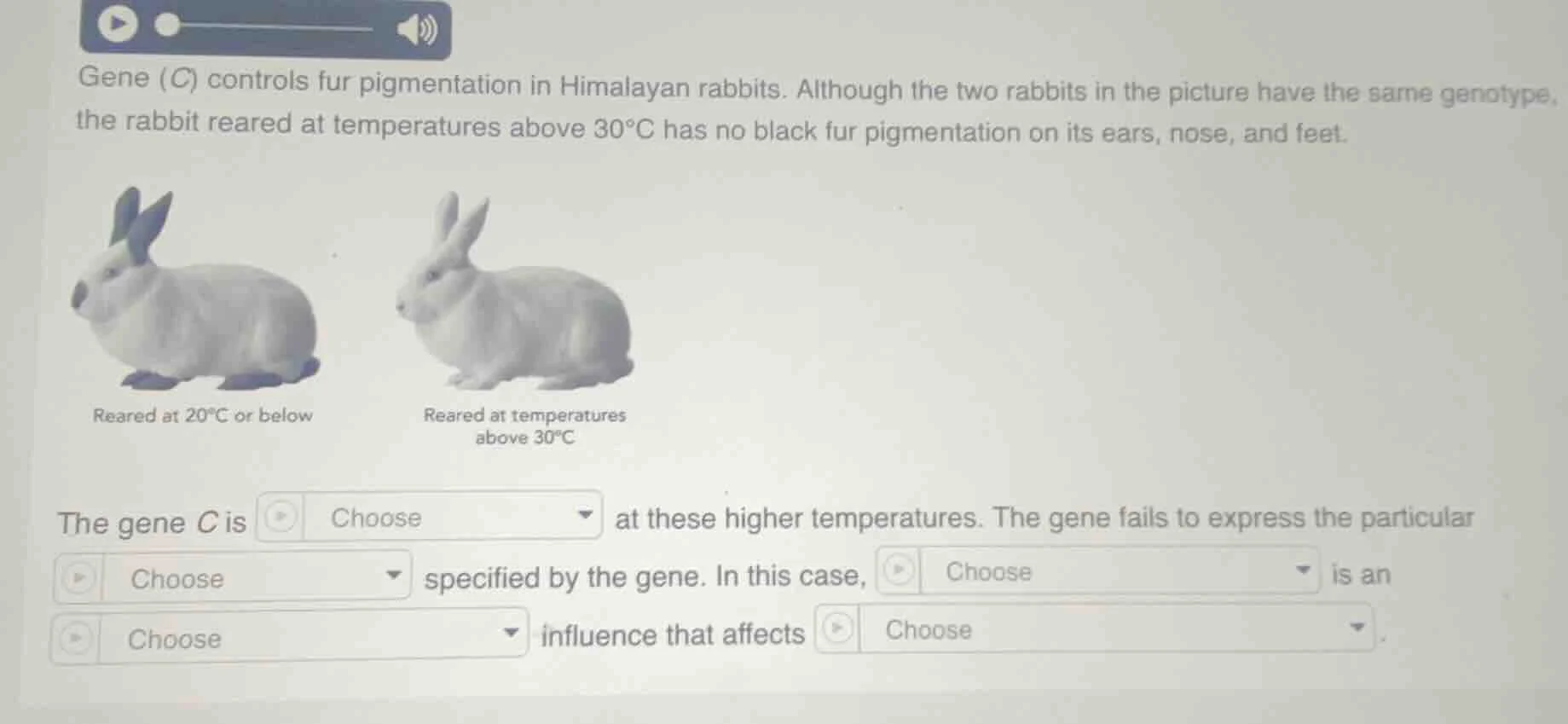 gene (c) controls fur pigmentation in himalayan rabbits. although the t…