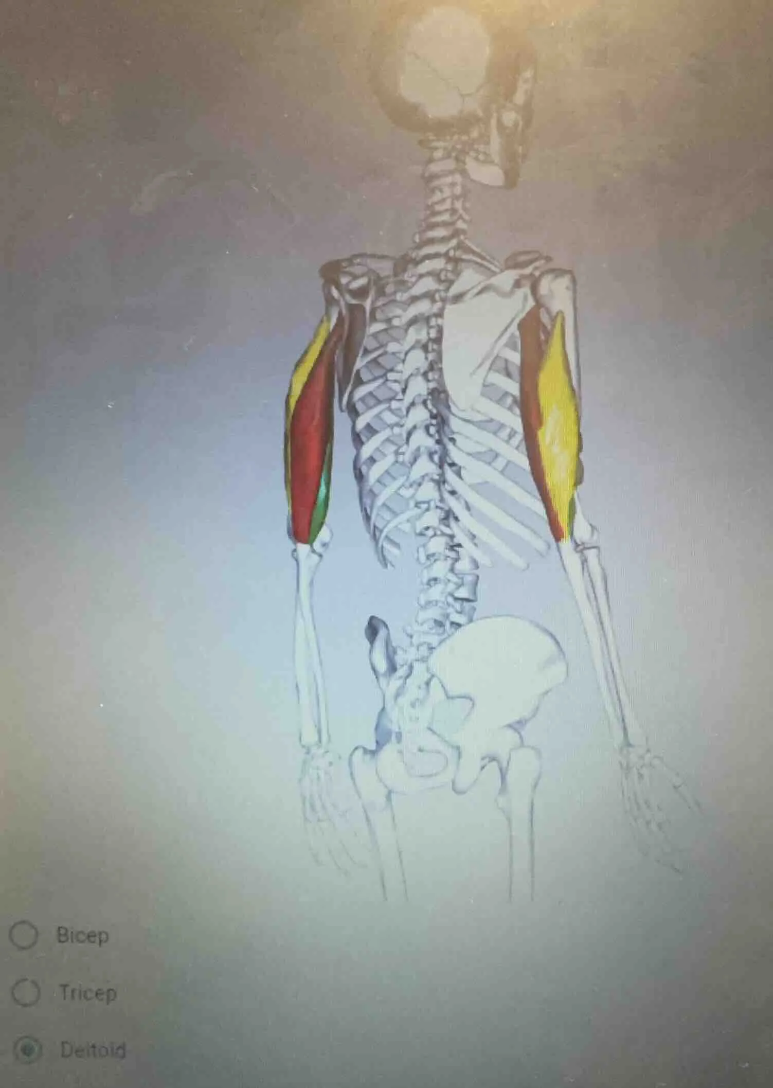 bicep tricep deltoid