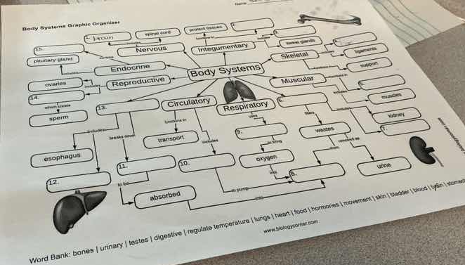 body systems graphic organizer word bank: bones | urinary | testes | di…