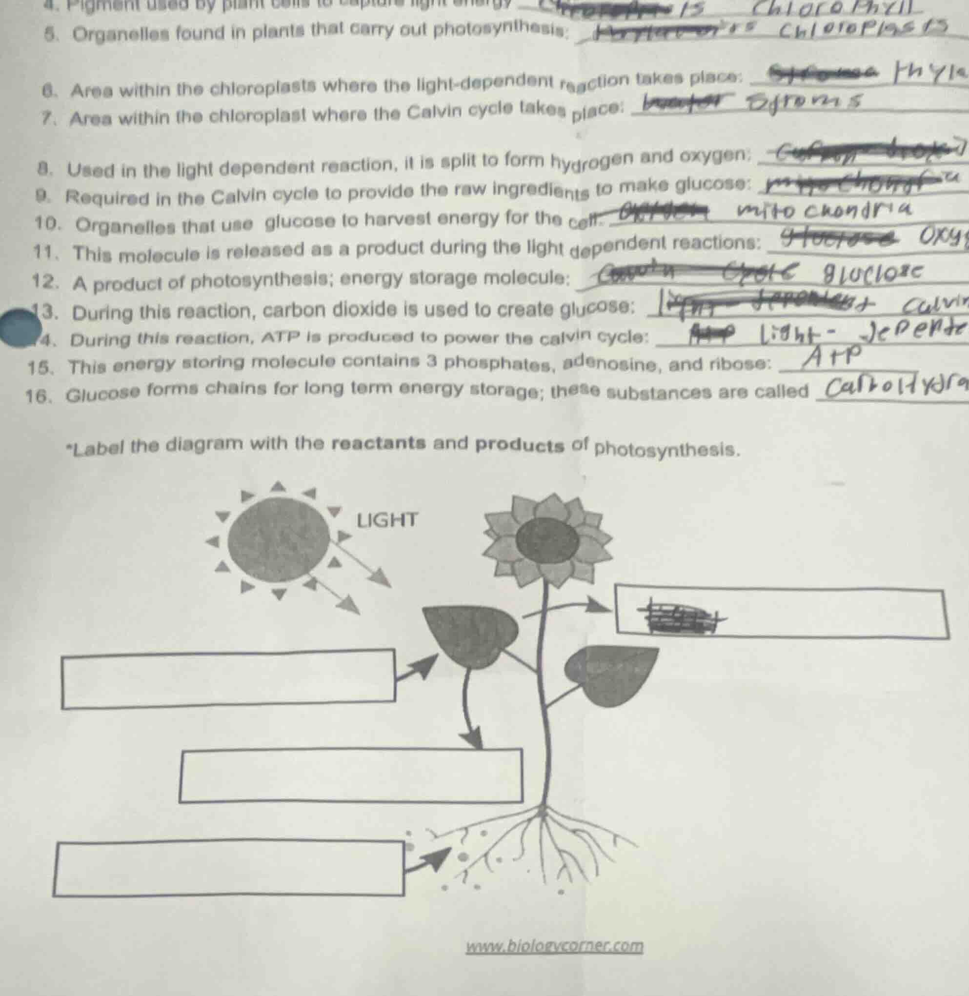 4. pigment used by plant cells to capture light energy: 5. organelles f…