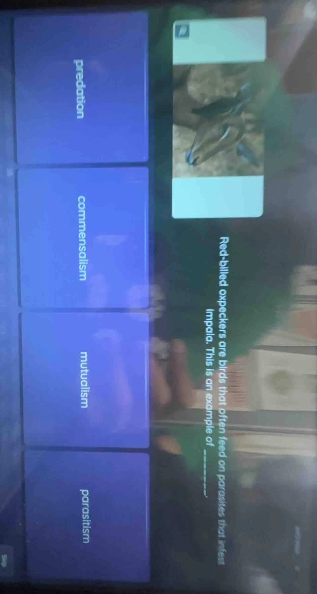 red - billed oxpeckers are birds that often feed on parasites that infe…