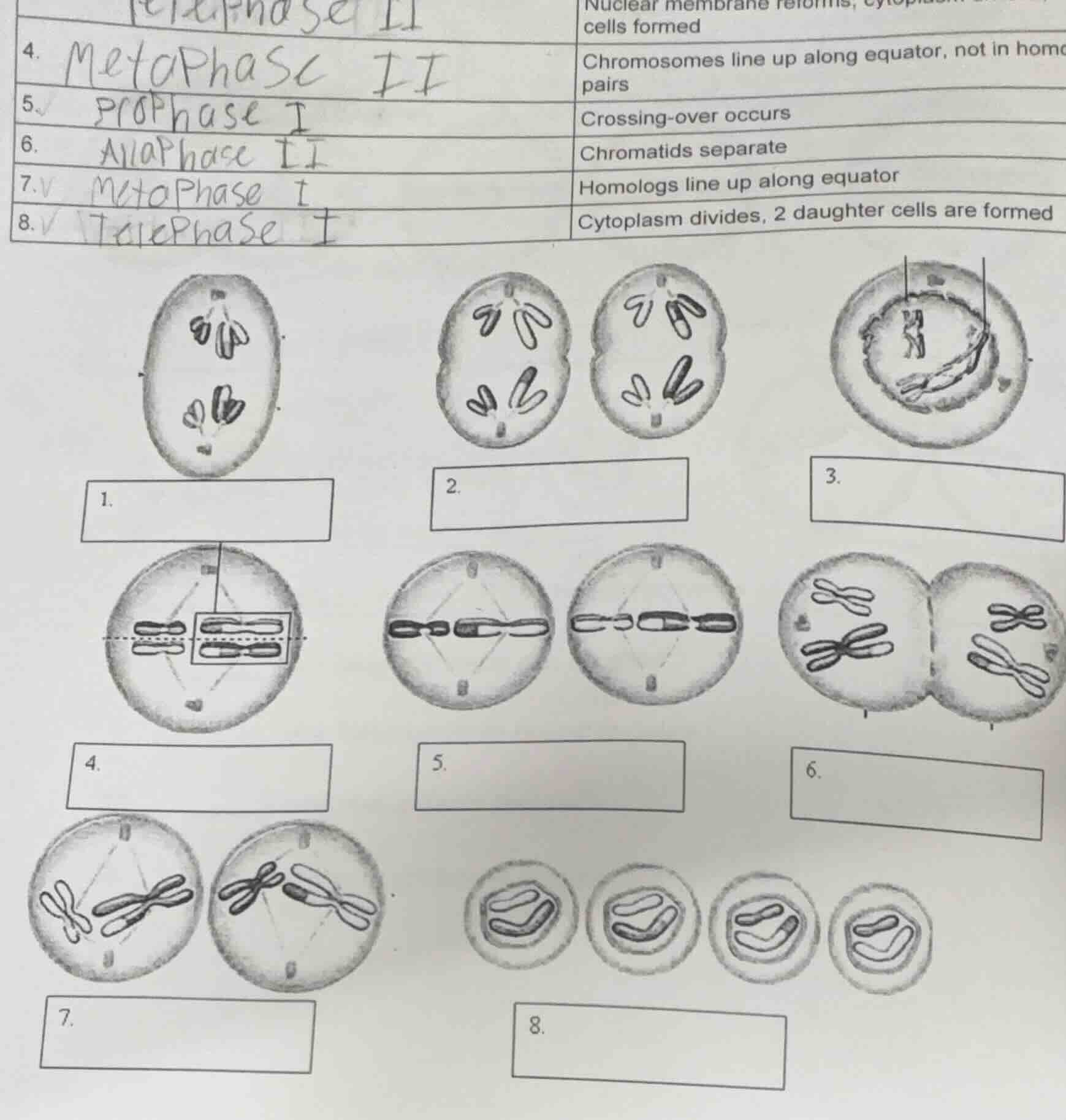 4. metaphase ii chromosomes line up along equator, not in home pairs 5.…