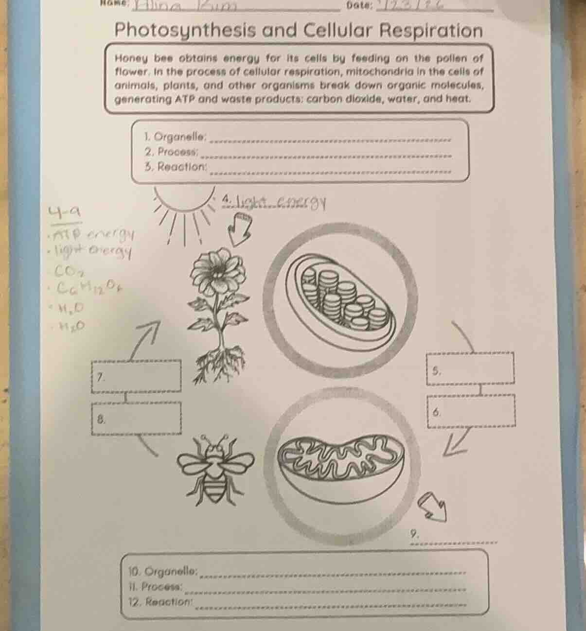 name: date: photosynthesis and cellular respiration honey bee obtains e…