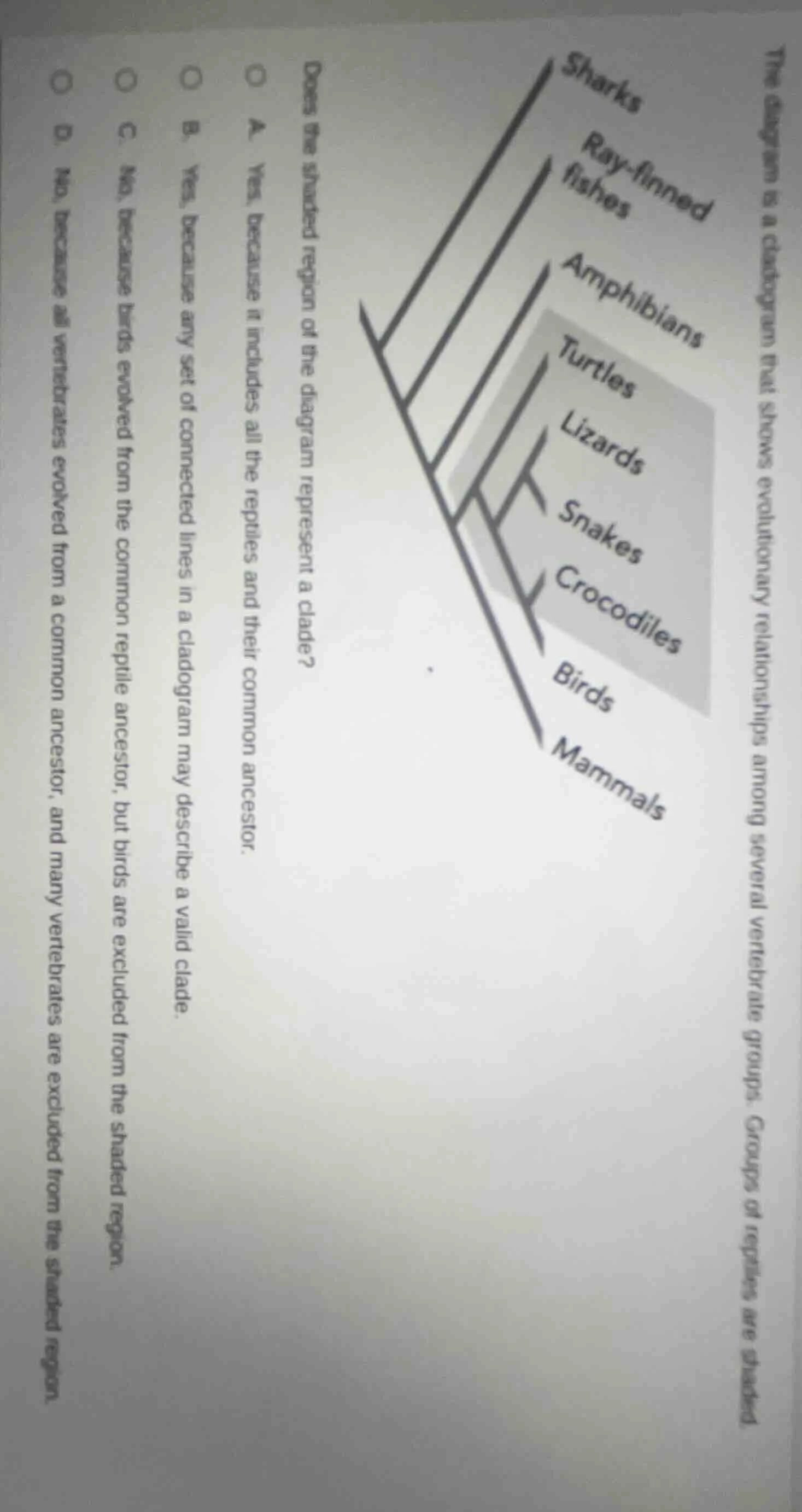 the diagram is a cladogram that shows evolutionary relationships among …