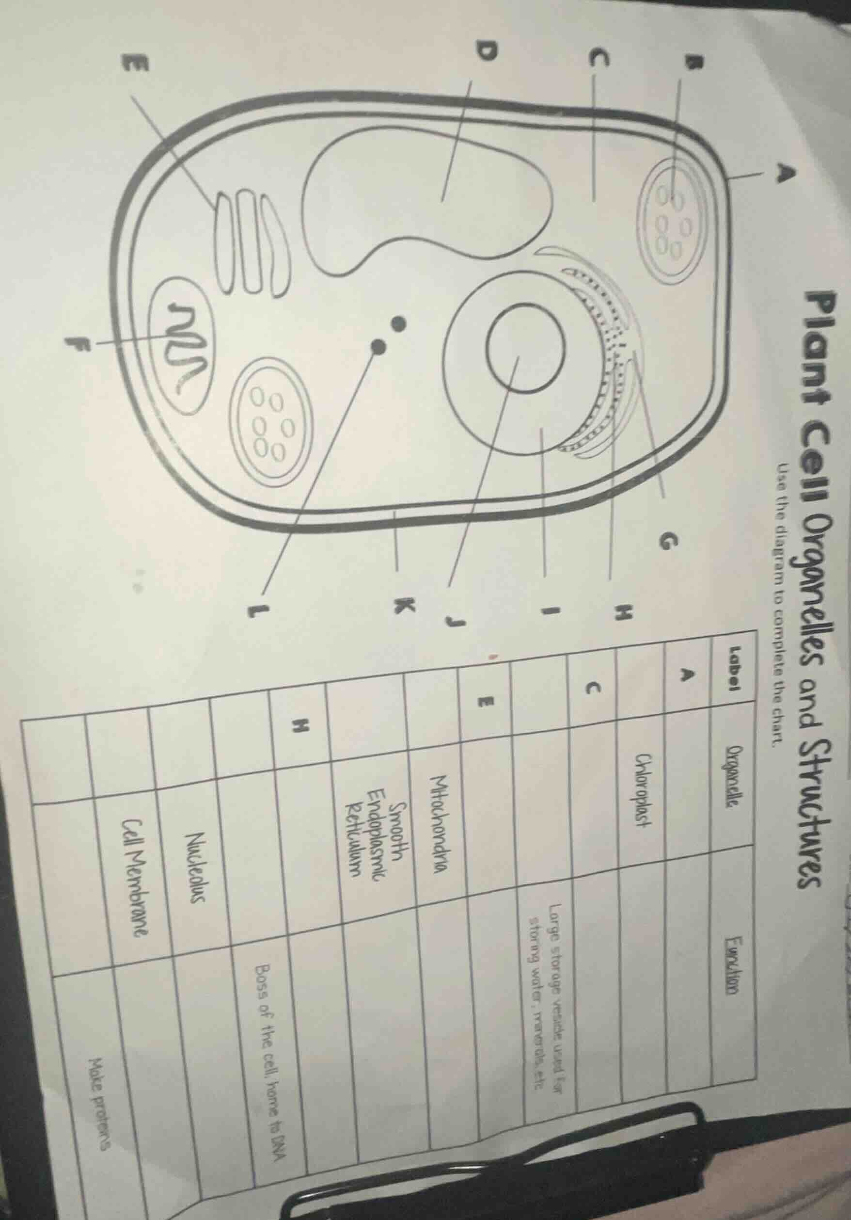 plant cell organelles and structures use the diagram to complete the ch…