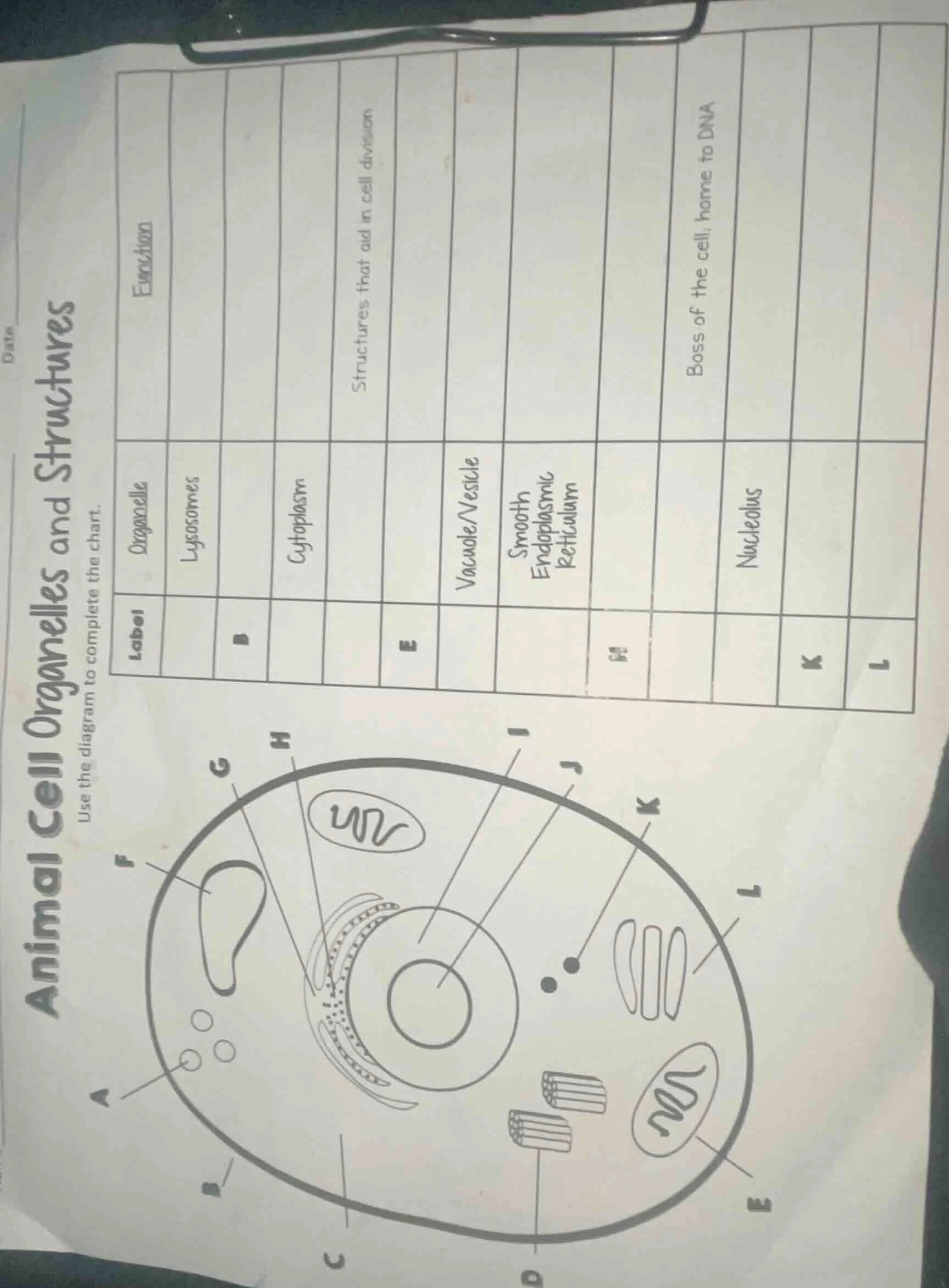 animal cell organelles and structures use the diagram to complete the c…