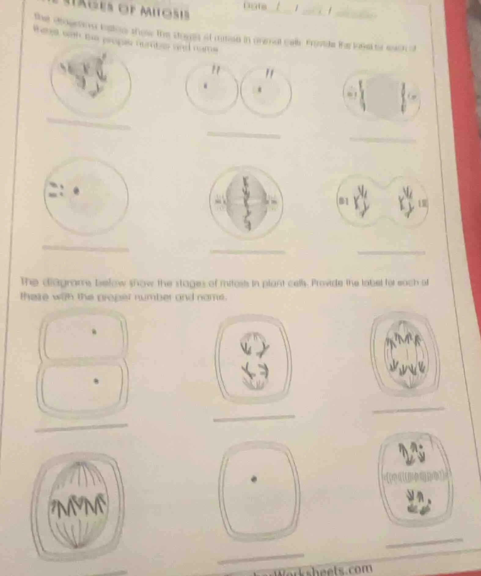 stages of mitosis the diagrams below show the stages of mitosis in anim…