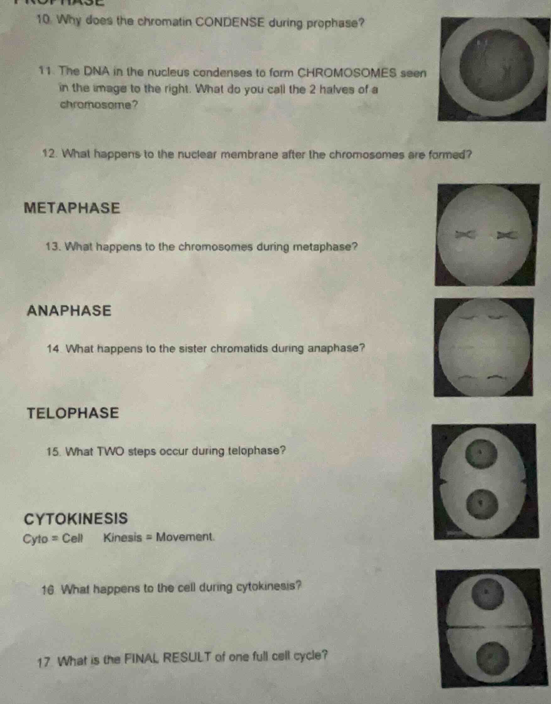 10. why does the chromatin condense during prophase? 11. the dna in the…