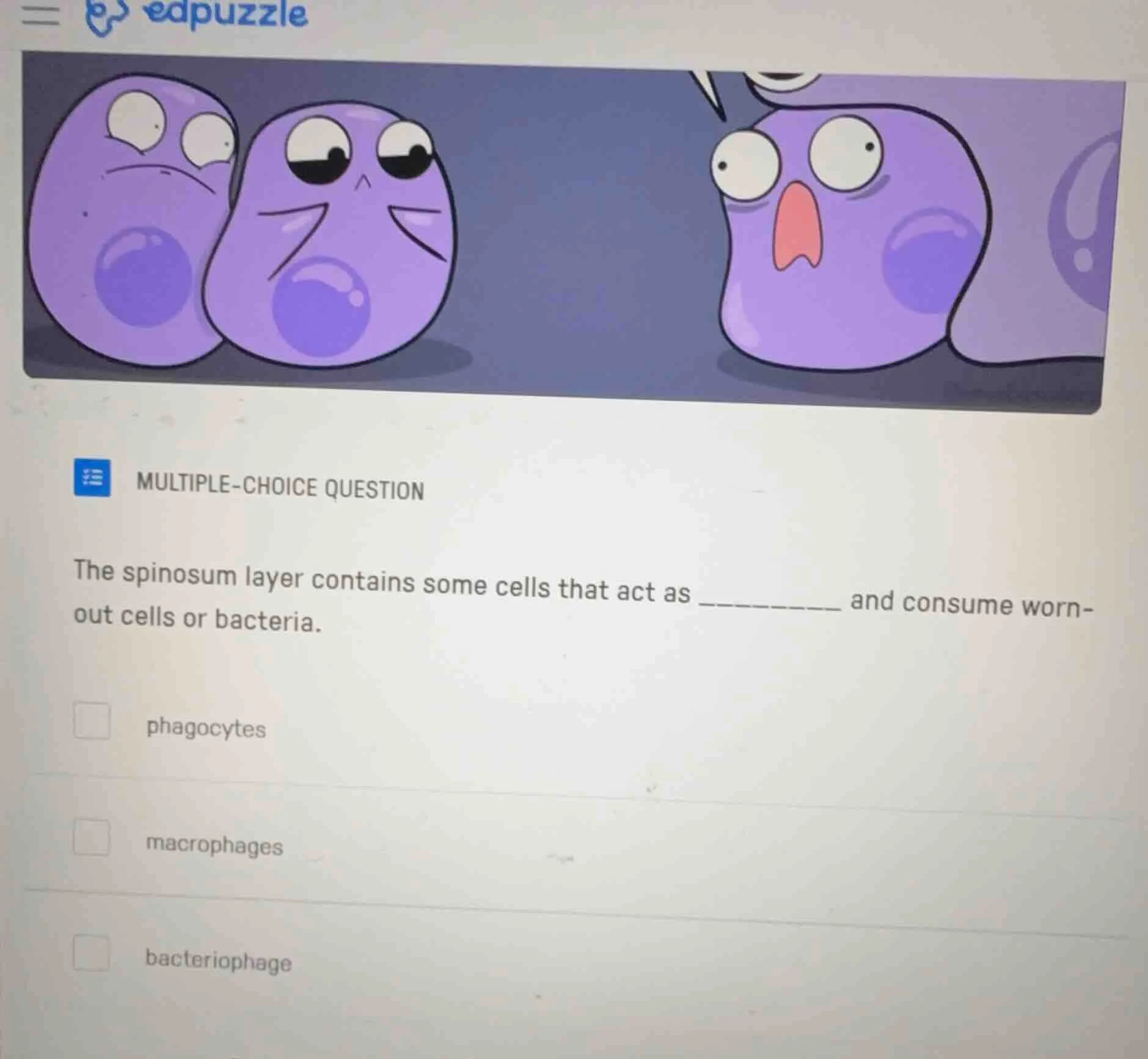 multiple-choice question the spinosum layer contains some cells that ac…