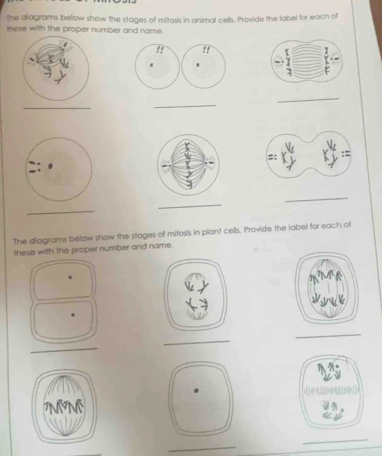 the diagrams below show the stages of mitosis in animal cells. provide …