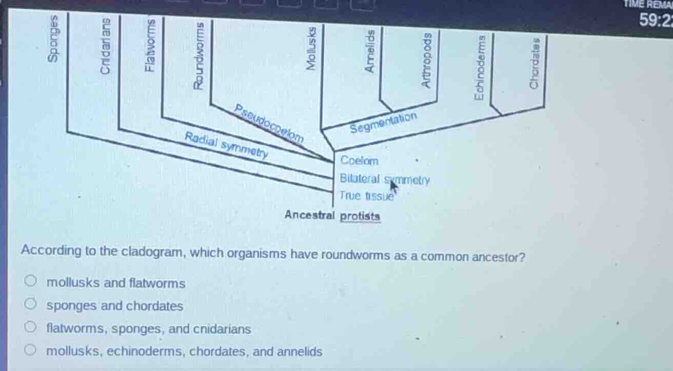 according to the cladogram, which organisms have roundworms as a common…