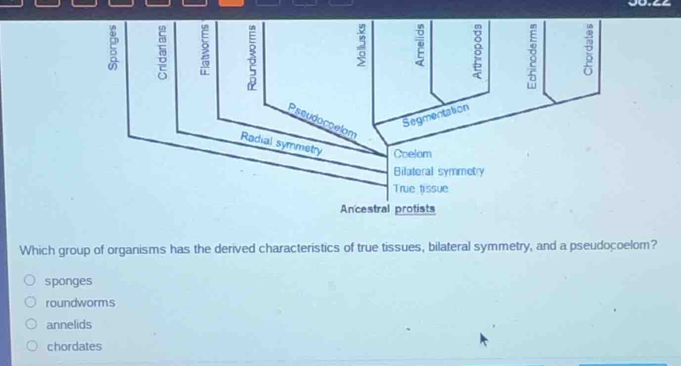 which group of organisms has the derived characteristics of true tissue…